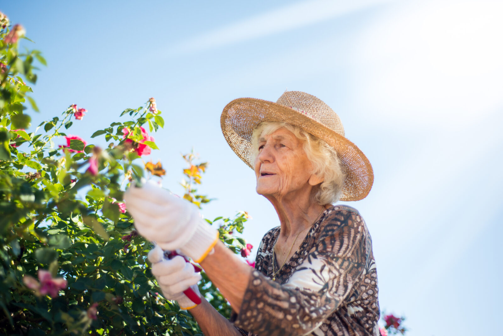 A senior woman tends to her roses in her garden; she wears a broad-brimmed hat on this sunny day.
